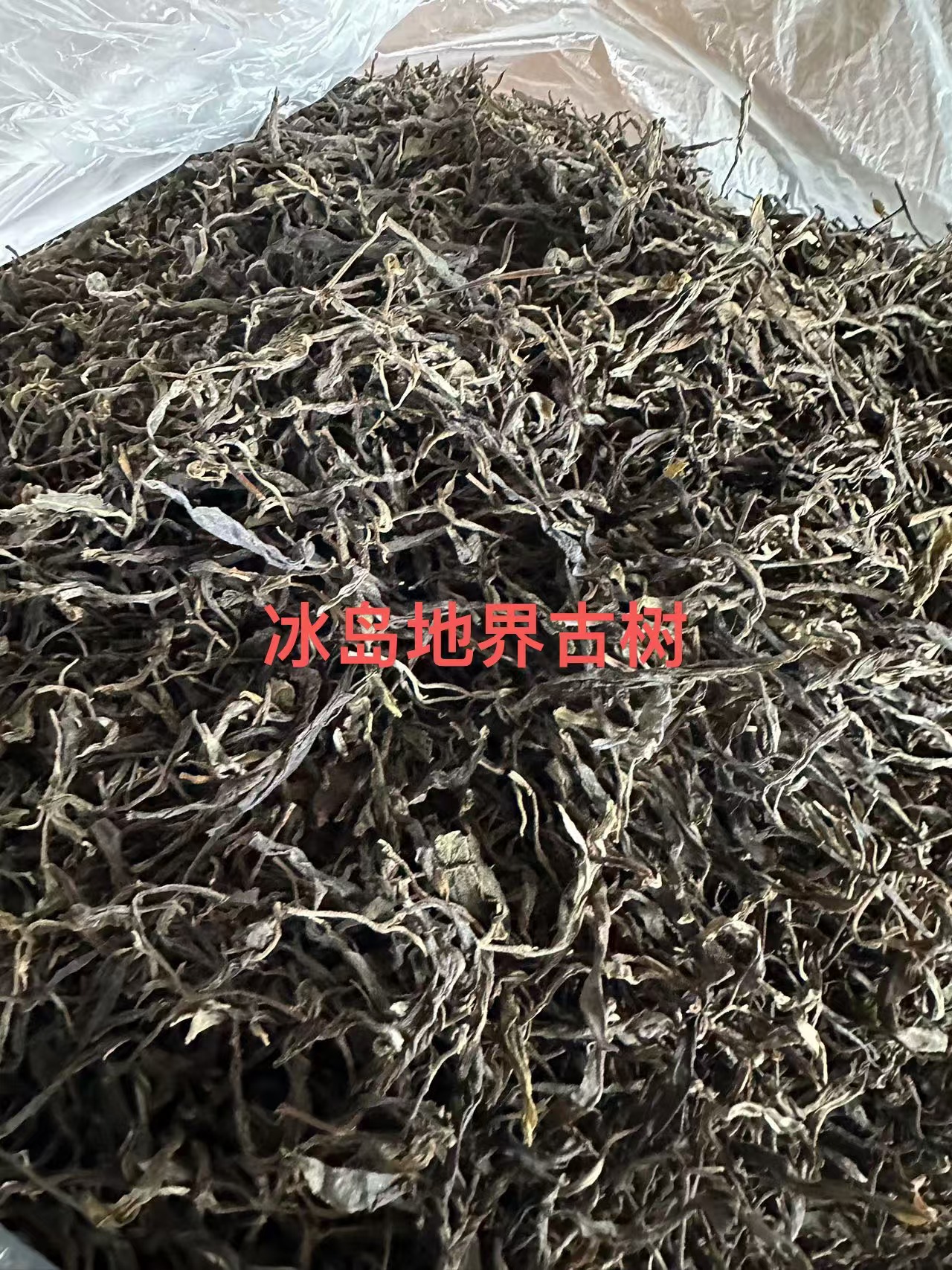 2021年头春冰岛地界老寨古树  生茶