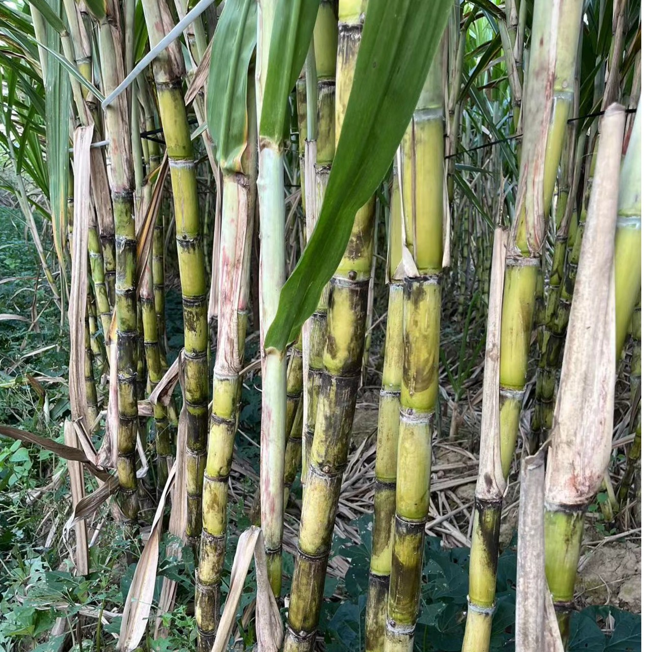 江西赣南农产品青皮甘蔗鲜甜5斤/8斤