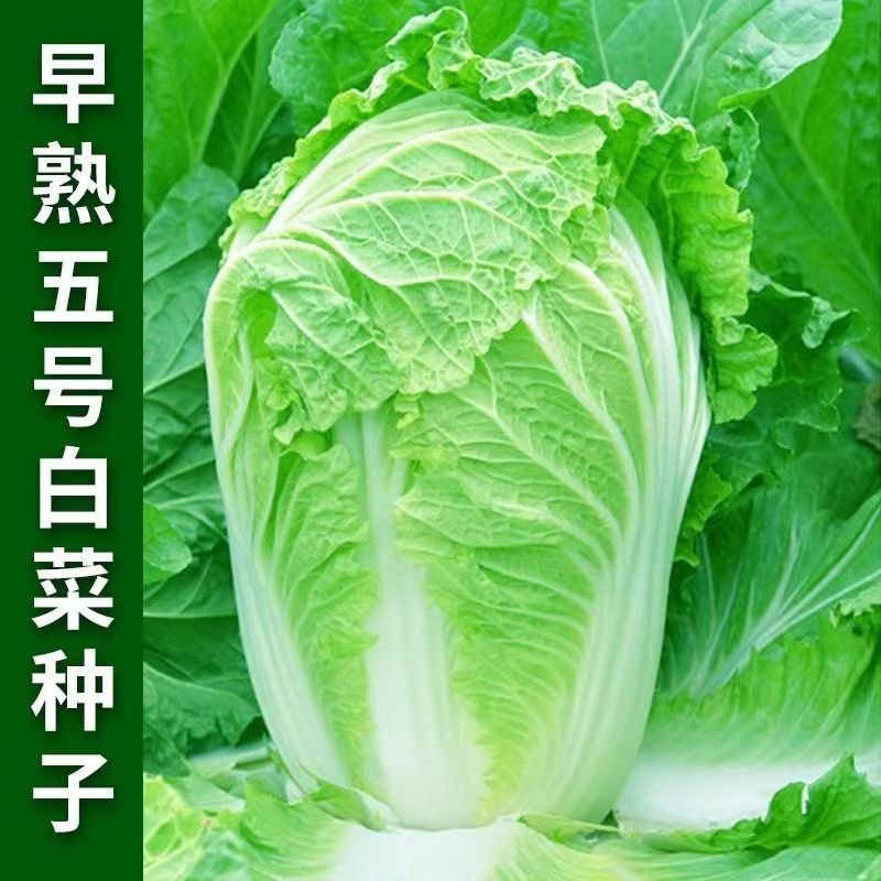 [1元一件，满5件包邮] 早熟5号大白菜种子包头大白菜种子