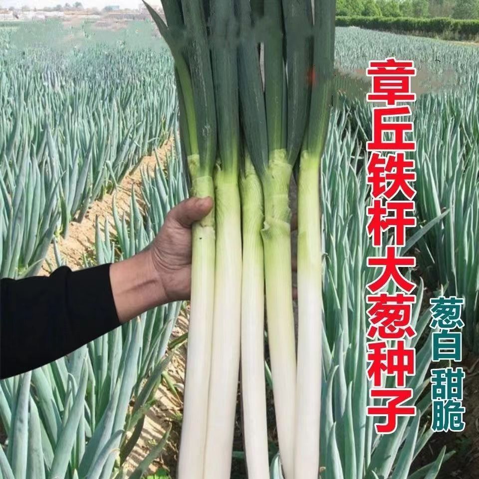 [1元一件，满5件包邮]章丘铁杆大葱种子四季蔬菜种子
