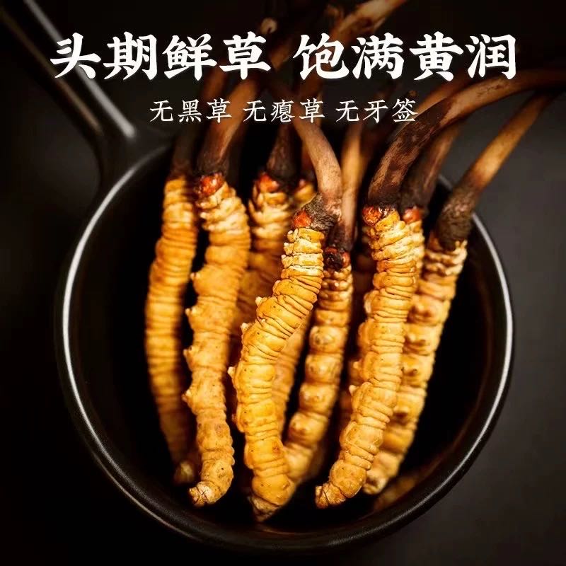 2025 头期新鲜冬虫夏草0.5-0.6g/根 顺丰冷链包邮