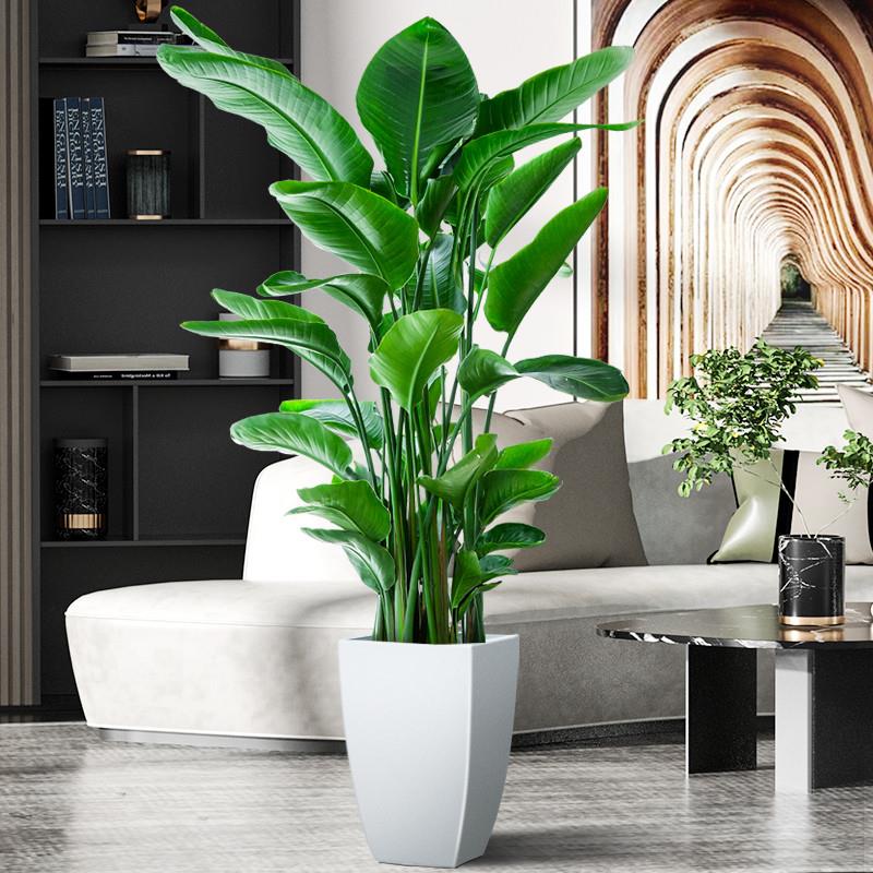 天堂鸟【4株苗整体80-90cm】客厅绿植天堂鸟吸甲醛好看好养网红绿植