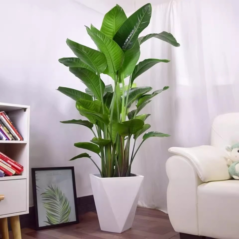 天堂鸟【大苗】四季常青天堂鸟室内大型阳台花卉绿植盆栽
