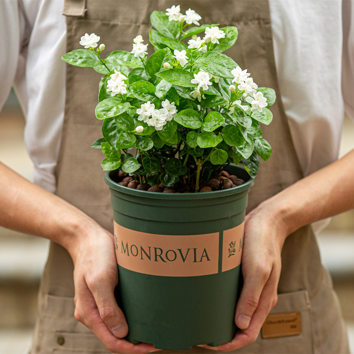 茉莉花盆栽带花苞四季开花茉莉花苗虎头茉莉风车茉莉驱蚊室内植物