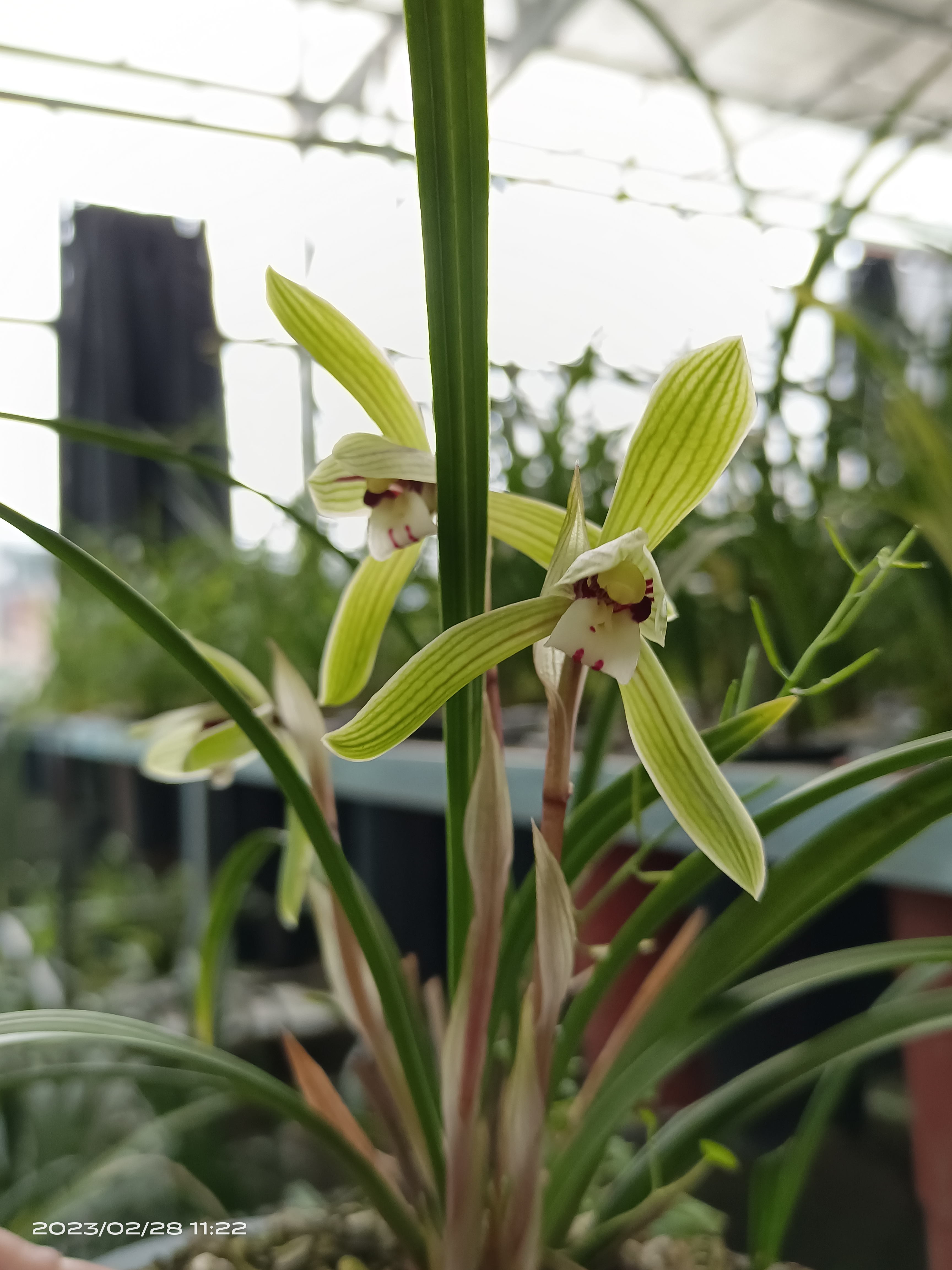 只接受直播间实拍下单，香春兰春剑绿植奇花