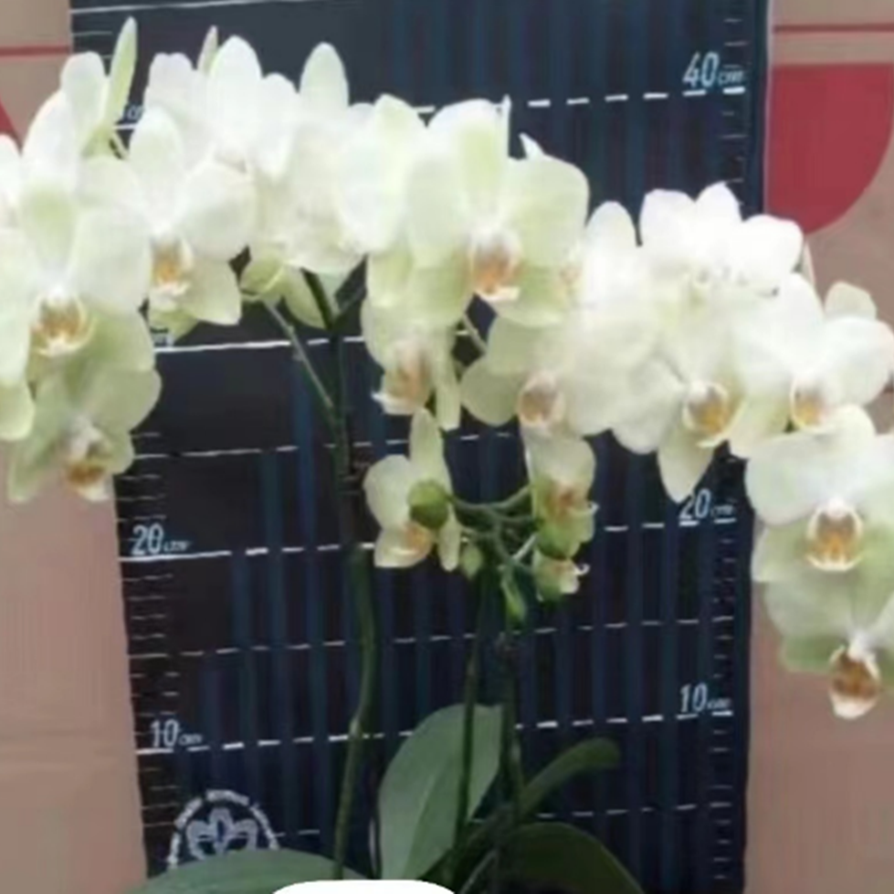 黄绿色花系 ，颜色清新淡雅，小花型。