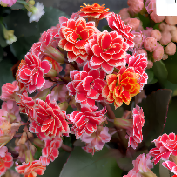 130金丝带长寿花