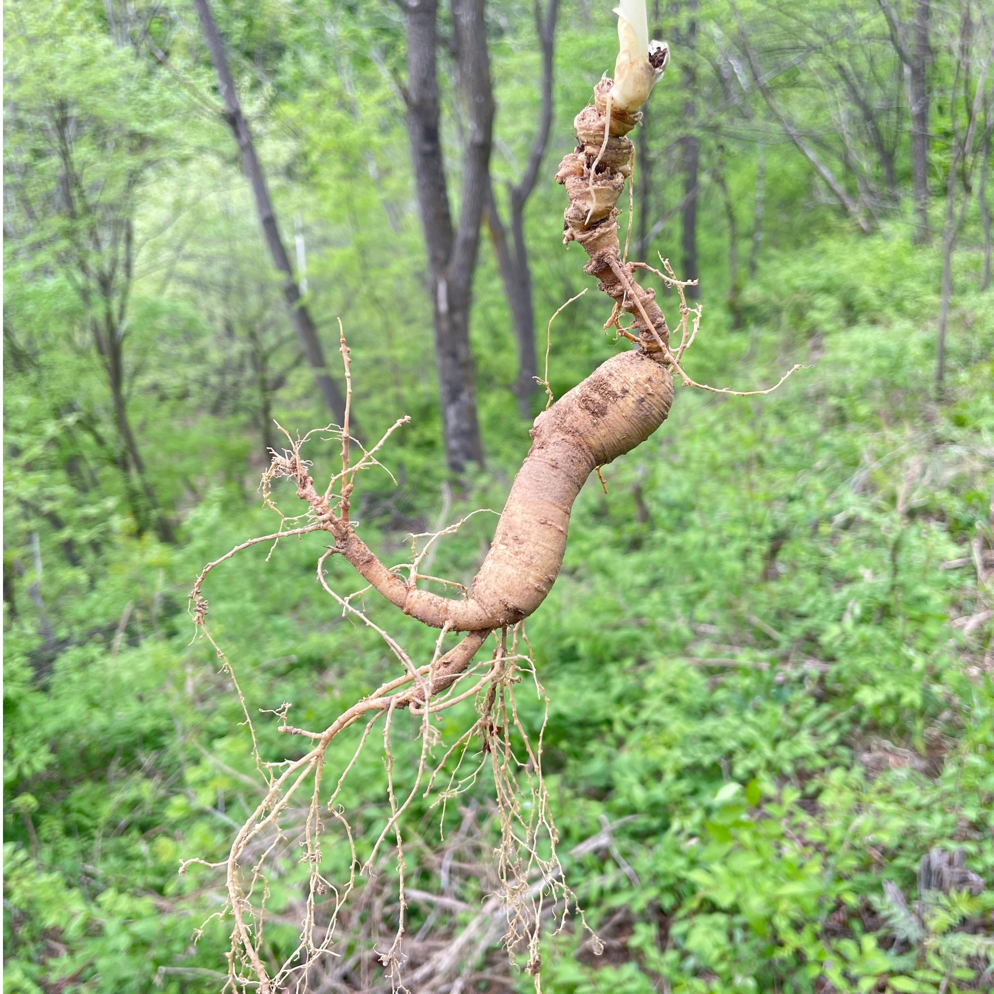 长白山新鲜人参直播改价链接