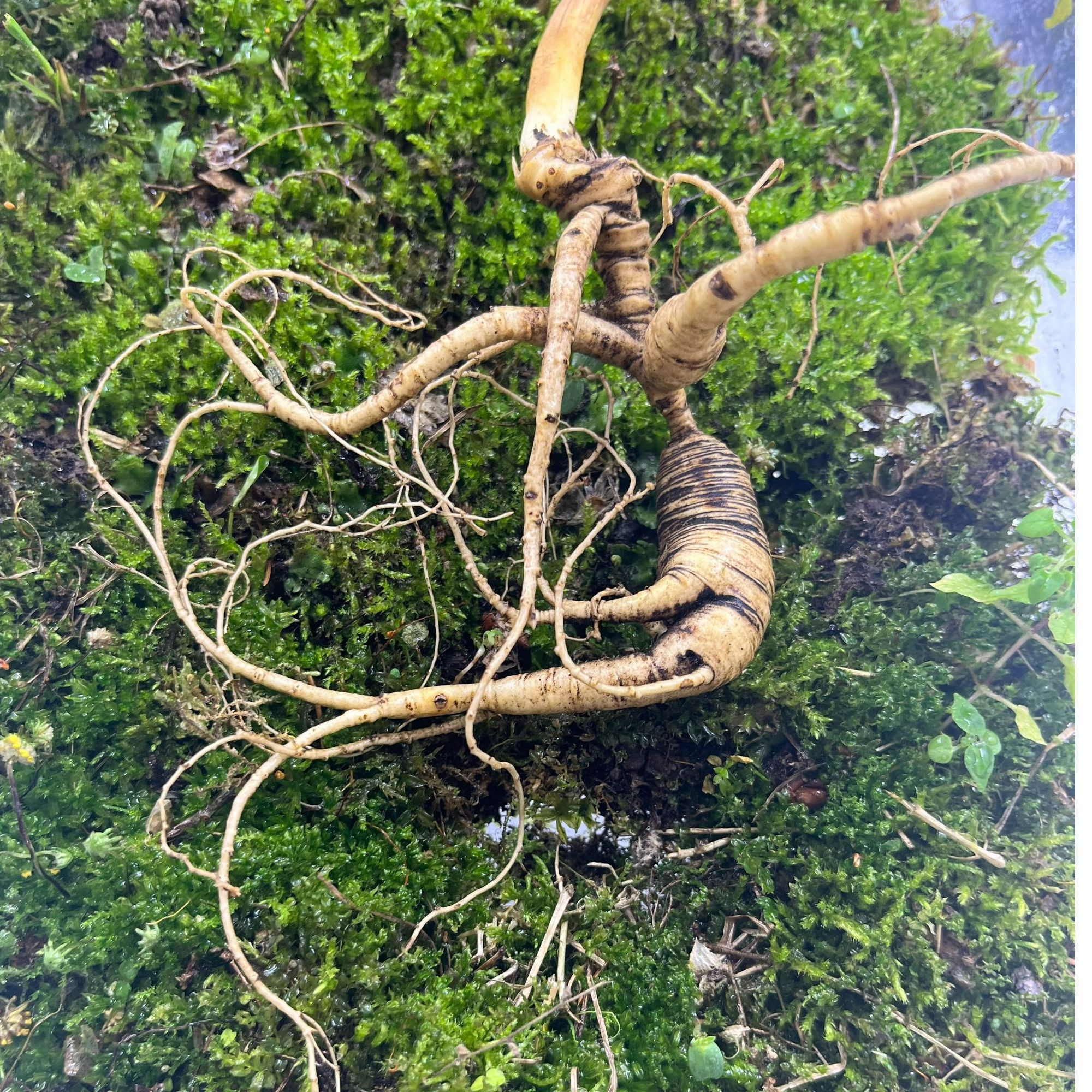 长白山新鲜人参直播间改价链接冲泡泡酒泡茶