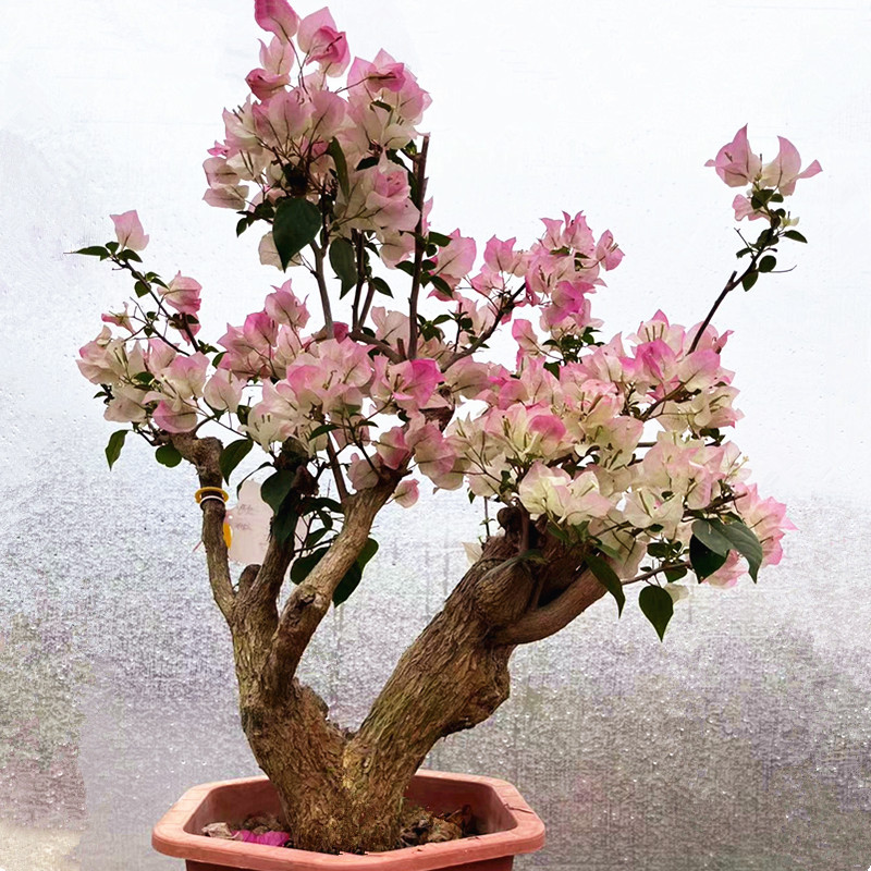 花之缘花亩  三角梅老桩一物一拍链接盆景三角梅