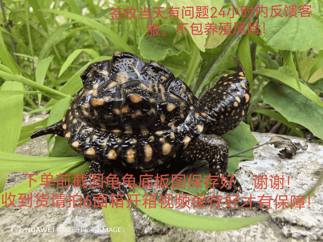 直播挑选观赏龟斑点池龟挑选链接请勿私自拍下