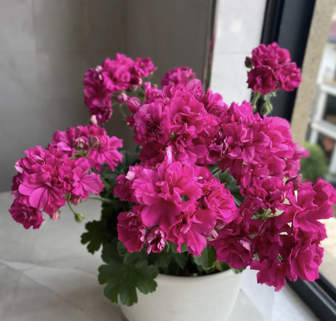 《奢侈品》矮苗勤花天竺葵
