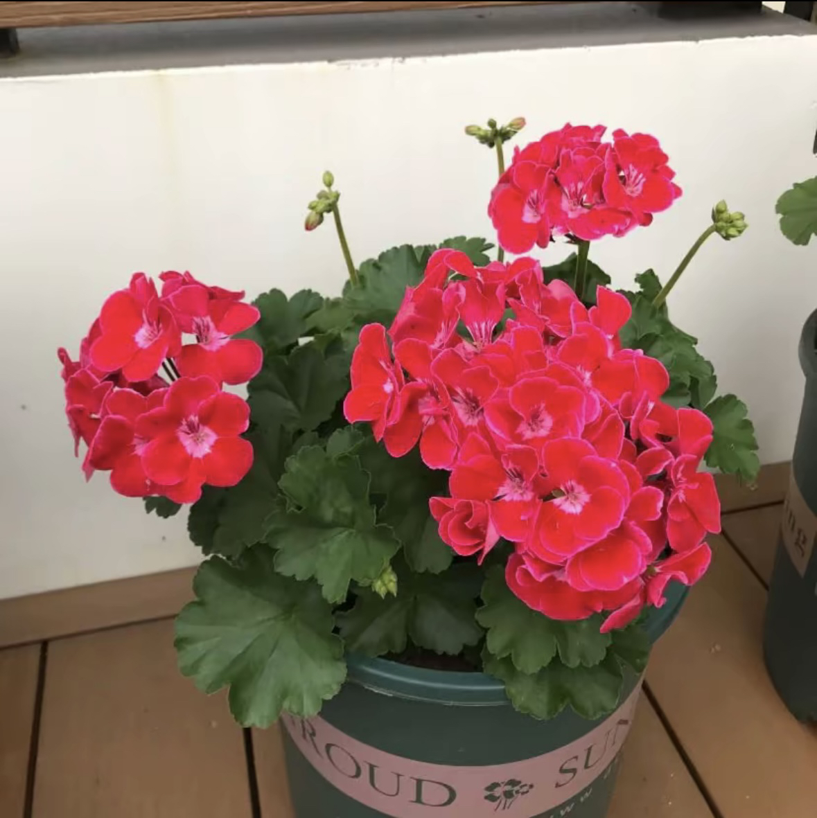 红宝石（开花机器）天竺葵
