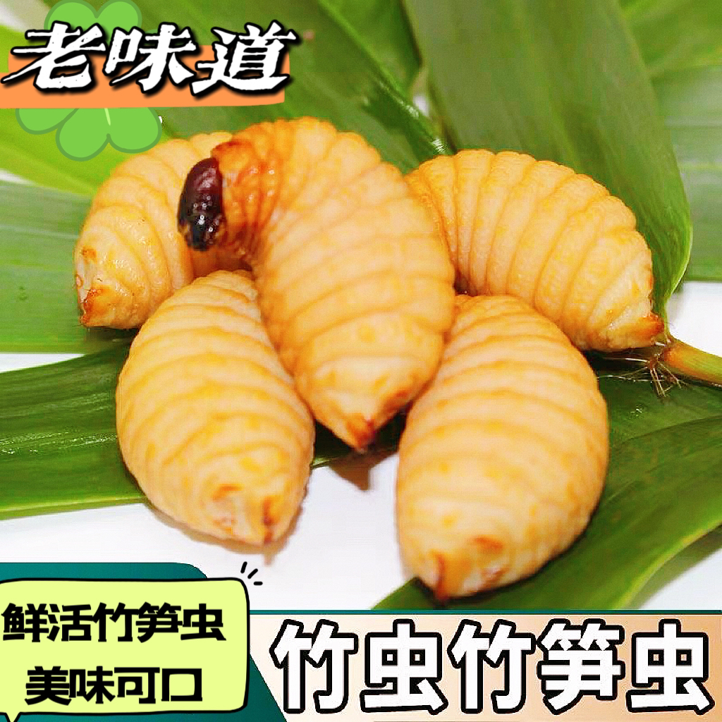 新鲜活体竹笋虫椰子虫竹子虫活体发货新鲜昆虫竹蛹鲜活竹虫子包活