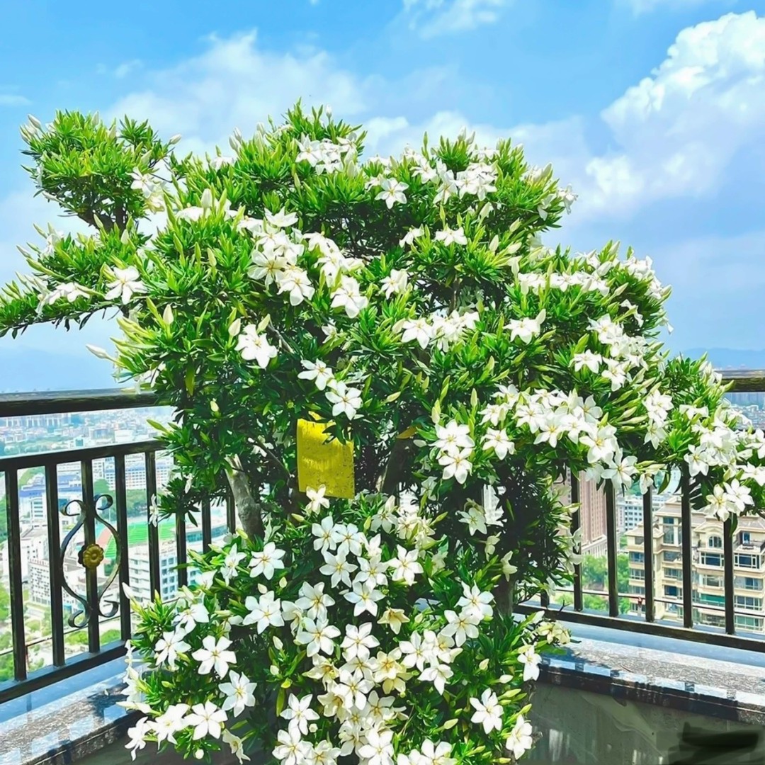 香雪栀子花 四川田园多年栀子花老桩 牡丹栀子香雪栀子花绿植花卉