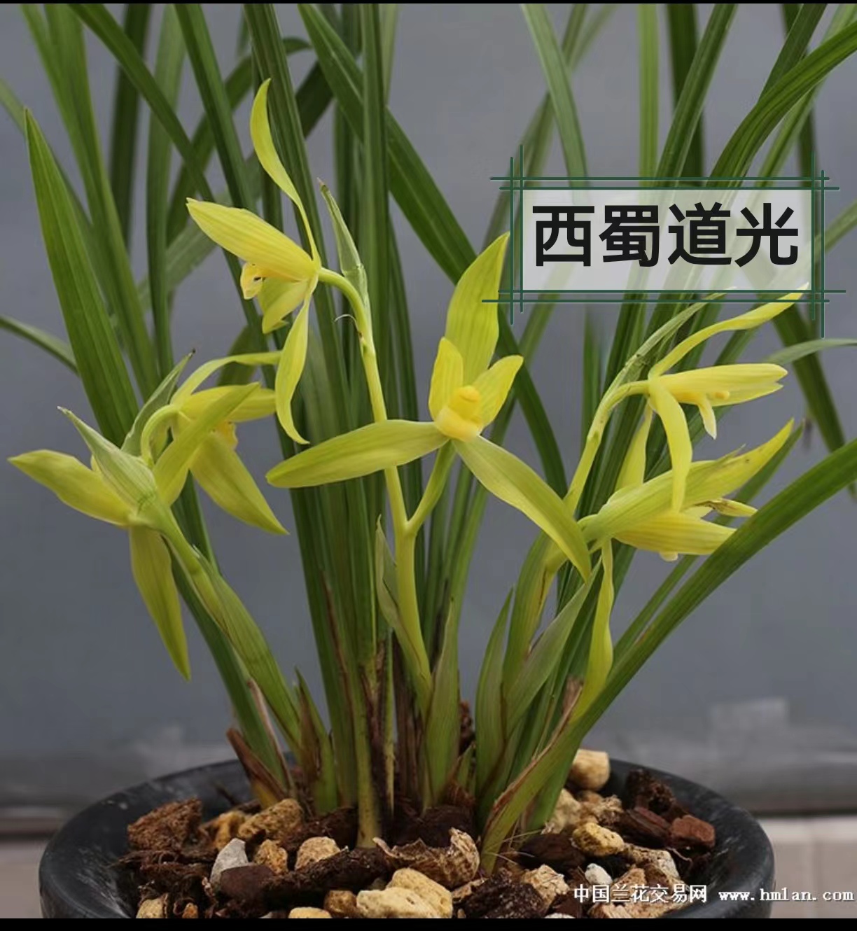 春剑一物一拍名品草