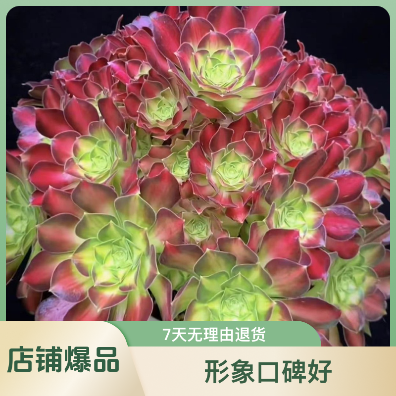 精品法师上新多肉一物一拍不包邮