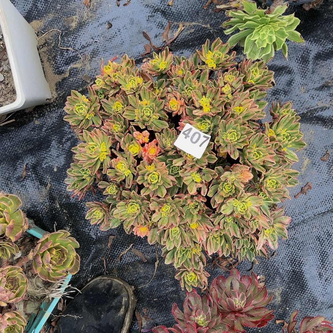 【闪购商品】甜茶1-37