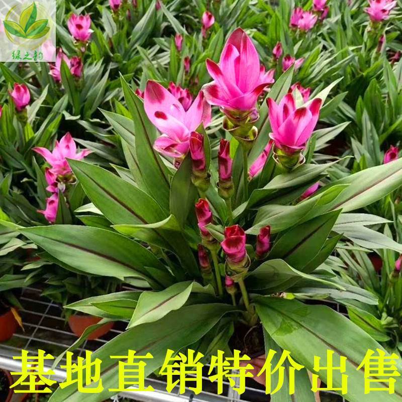 姜荷花盆栽带花苞四季开花耐热好养绿植花卉室外阳台庭院多年生.
