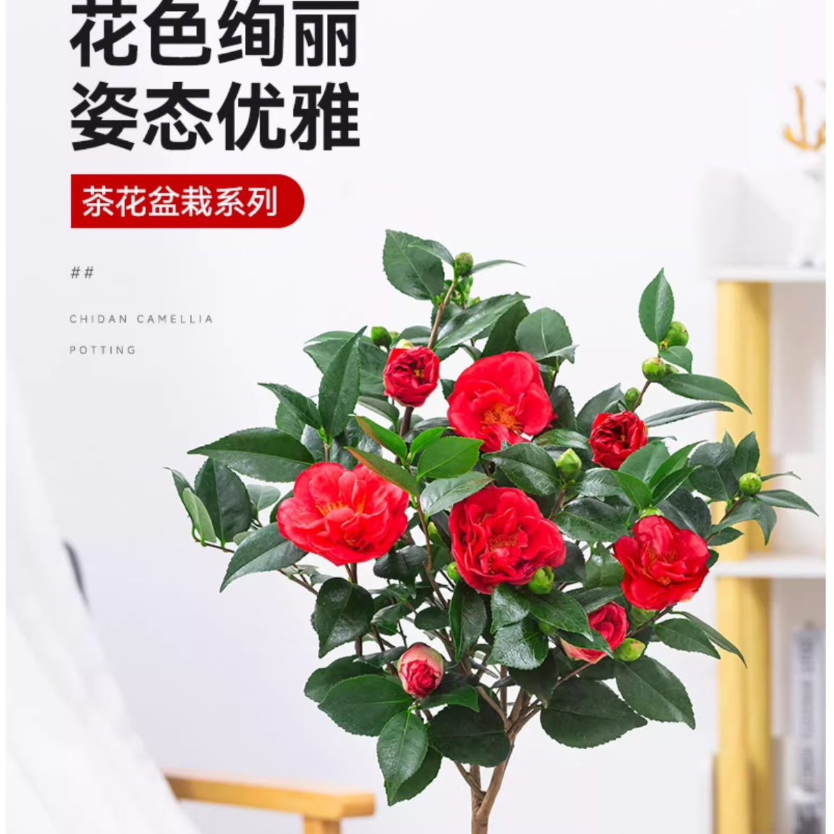 200米链接在这拍  赤丹香妃五色赤丹绿植盆栽好养包邮开花