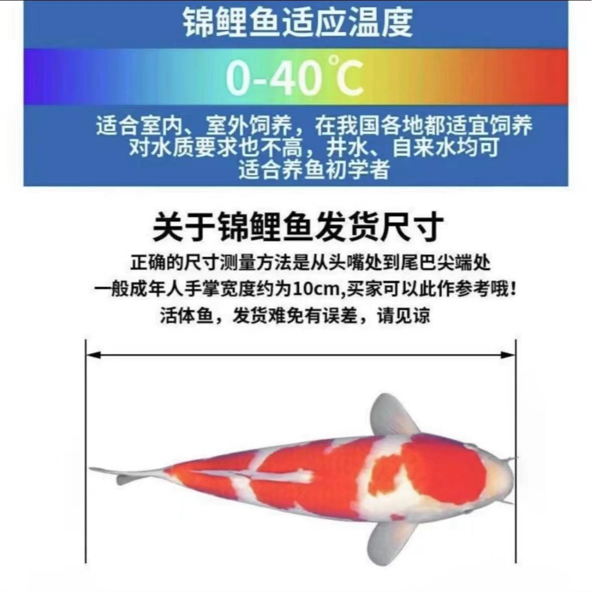 1号链接观赏鱼锦鲤直播专用链接16到23公分4条红白大正昭和孔雀