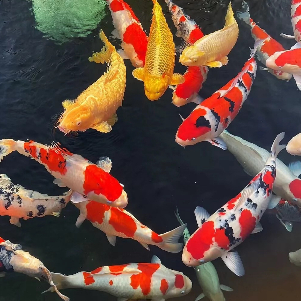 血统冷水锦鲤包活不包邮