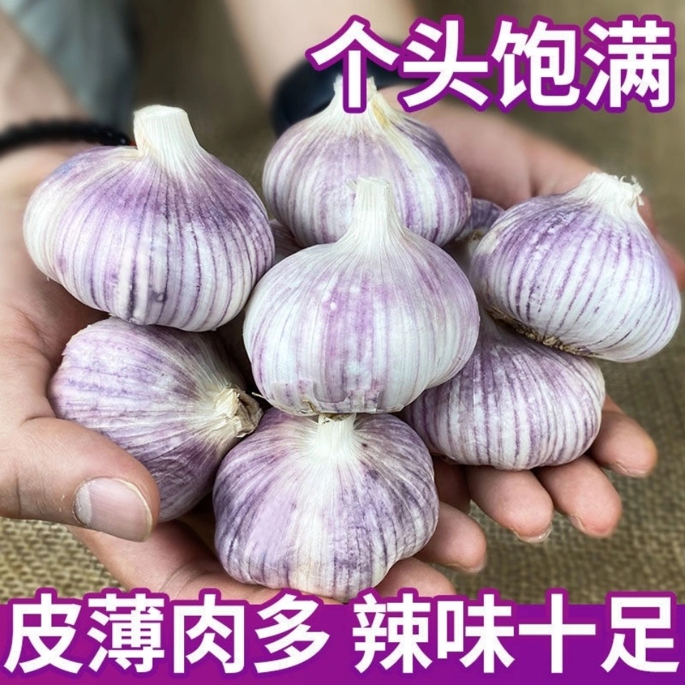 【价格吓人】正宗紫皮23年新晒干大蒜头新鲜干蒜特大蒜5斤整箱100g