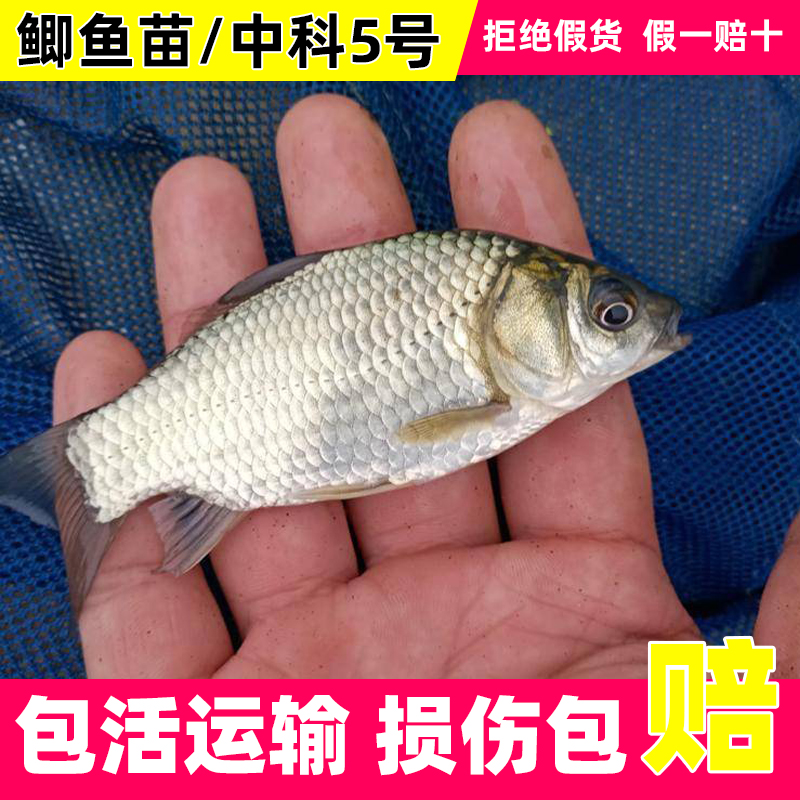 鲫鱼苗中科5号批发3-8公分淡水养殖鲜活食用养殖场直销