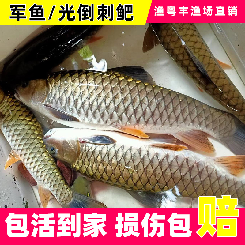 【活体】小军鱼光倒刺鲃青竹鲩每条5-20厘米批发