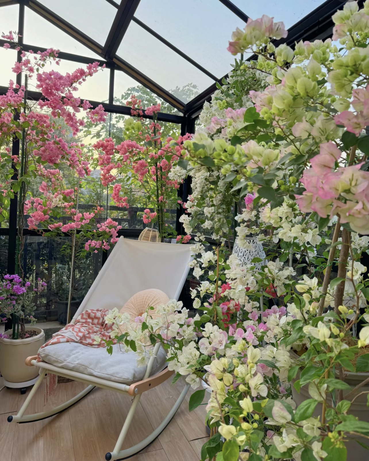 三角梅随机品种不带花