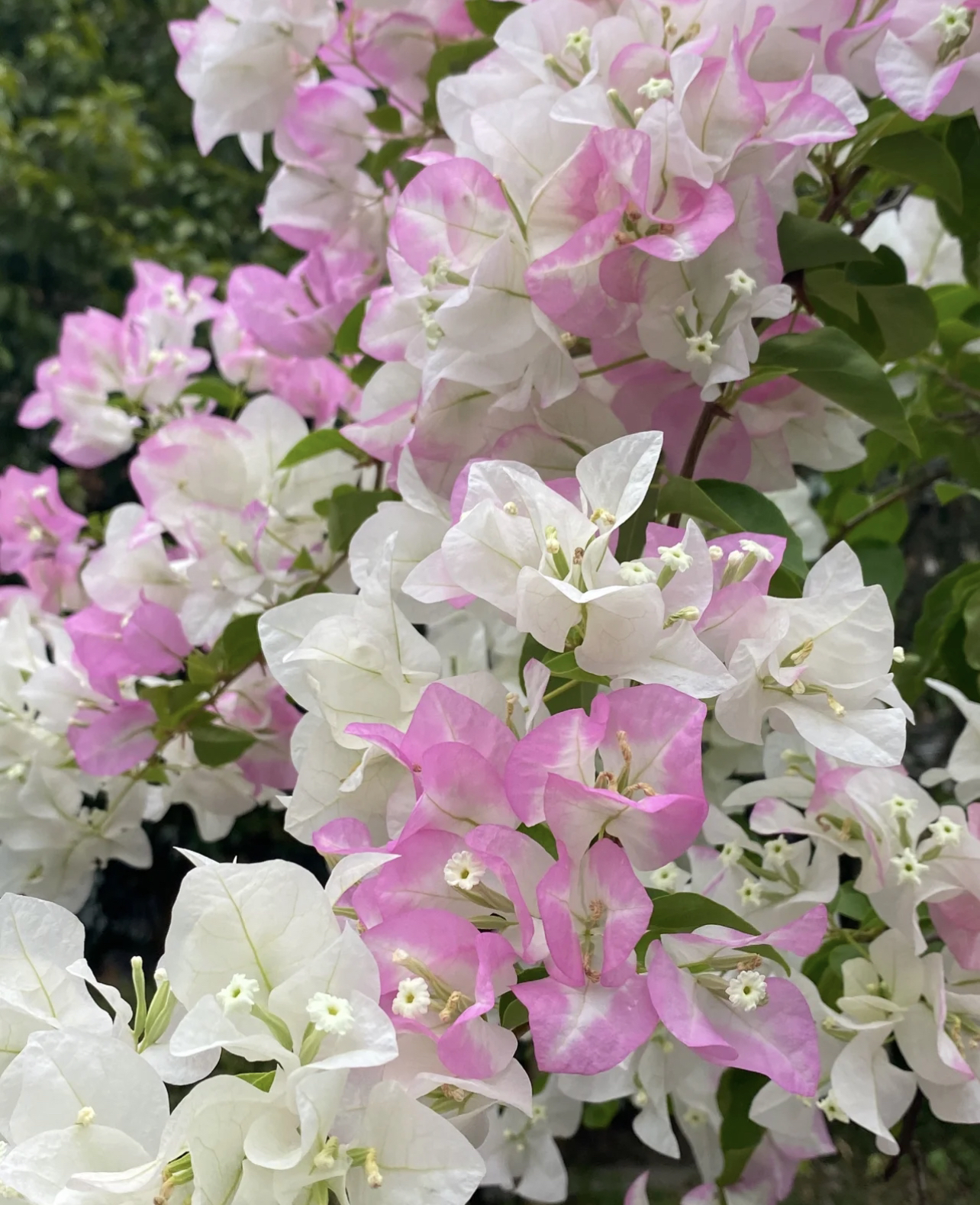 口红三角梅·【天使的唇印】五星勤花