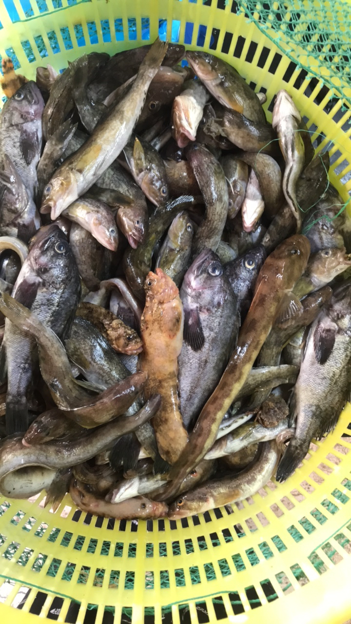 大连野生海捕（杂拌鱼）4斤装