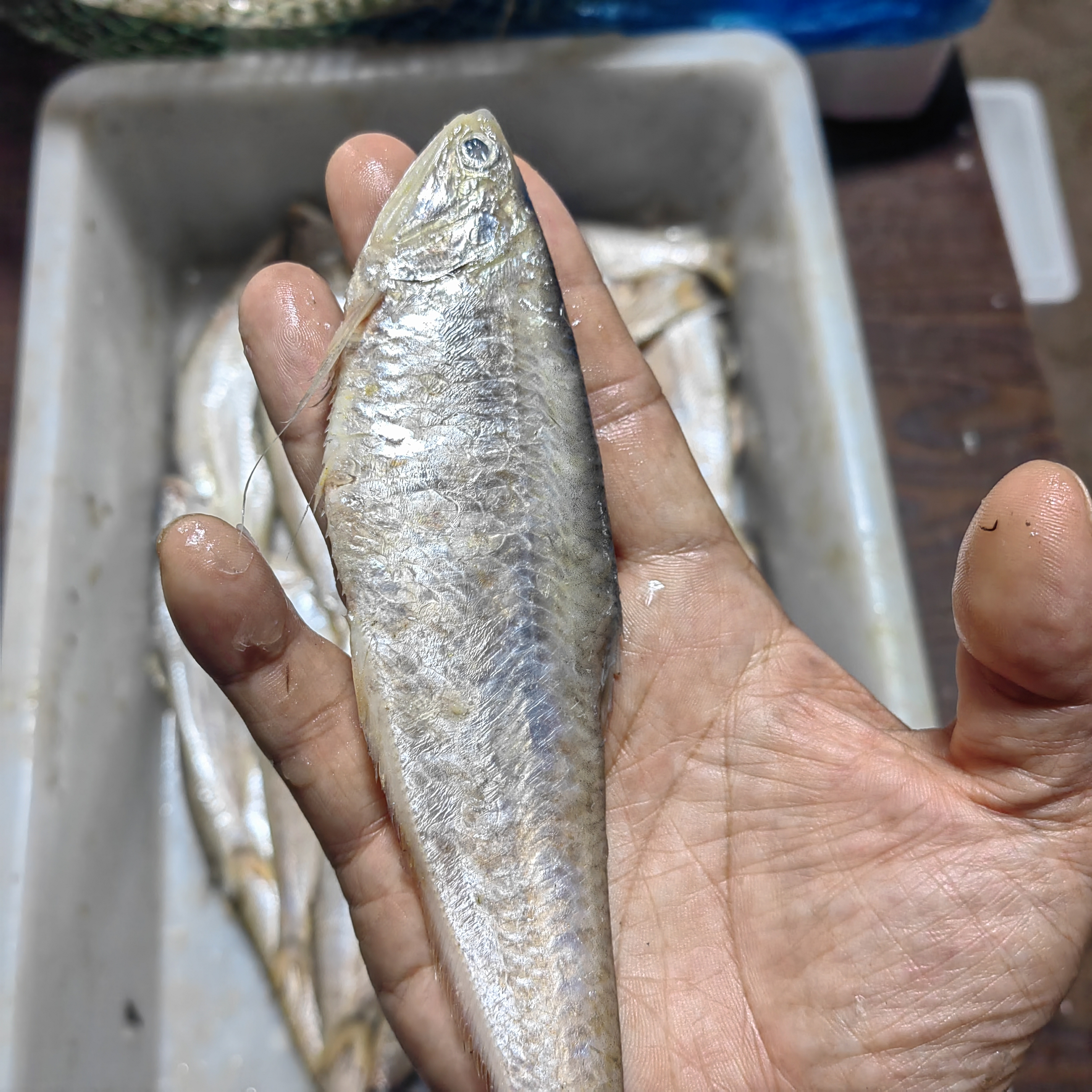 大连野生海捕油口子鱼（大）4斤顺丰快递包邮