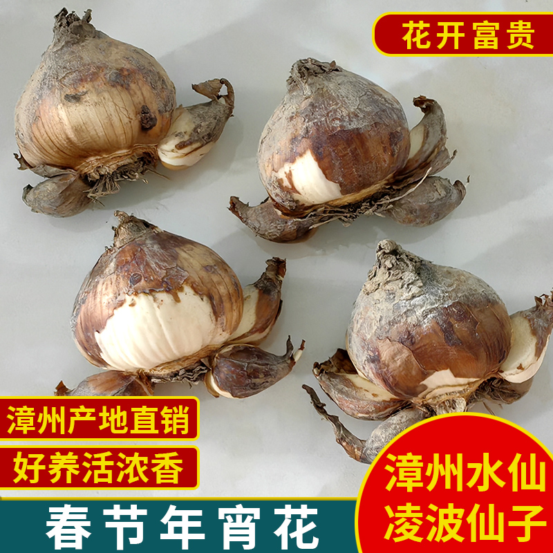 正宗漳州水仙花鲜花水培土培花卉植物