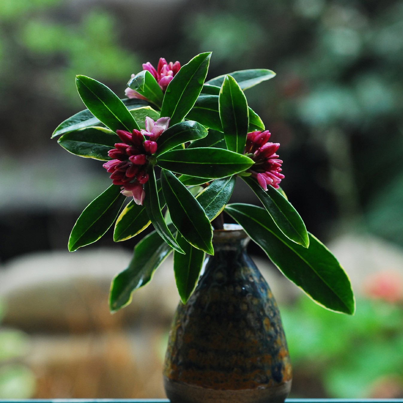 金边瑞香盆栽浓香型带花苞室内老桩客厅观花植物耐寒花卉四季开花