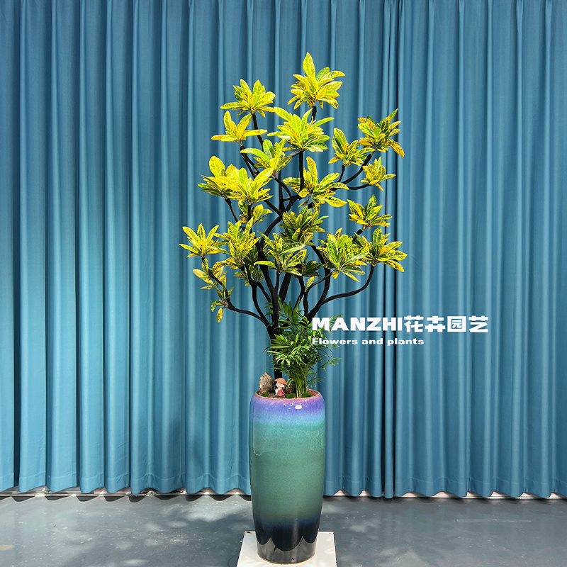 七彩变叶木盆栽室内造景观叶绿植好养变色木树苗净化空气耐寒耐热