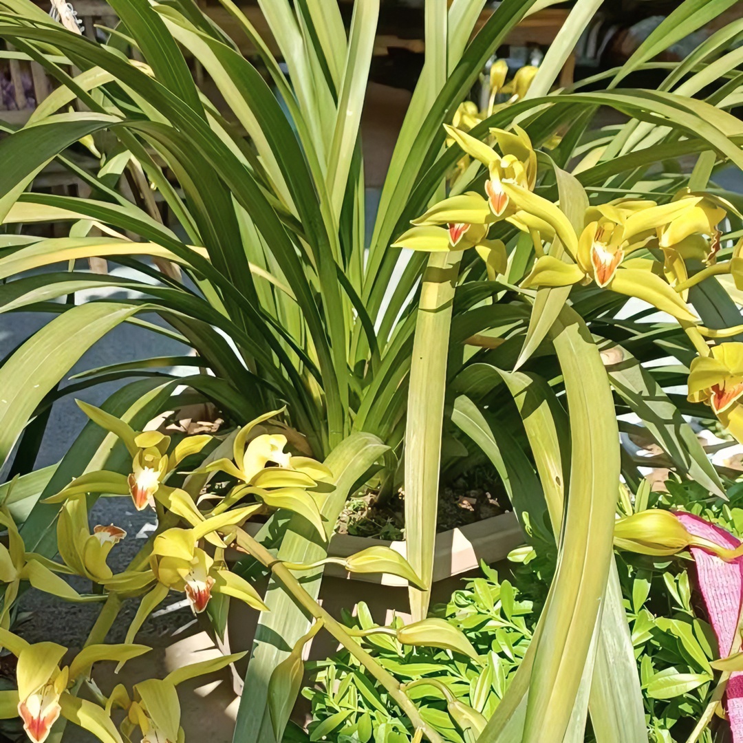 云南各类绿植一物一拍偏远地区不包邮