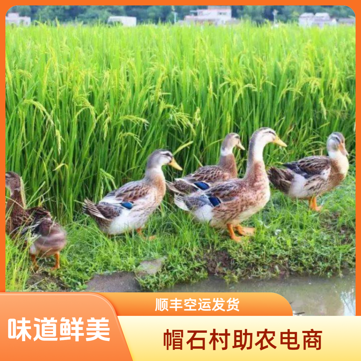 农村土鸭肉炖汤味道真棒