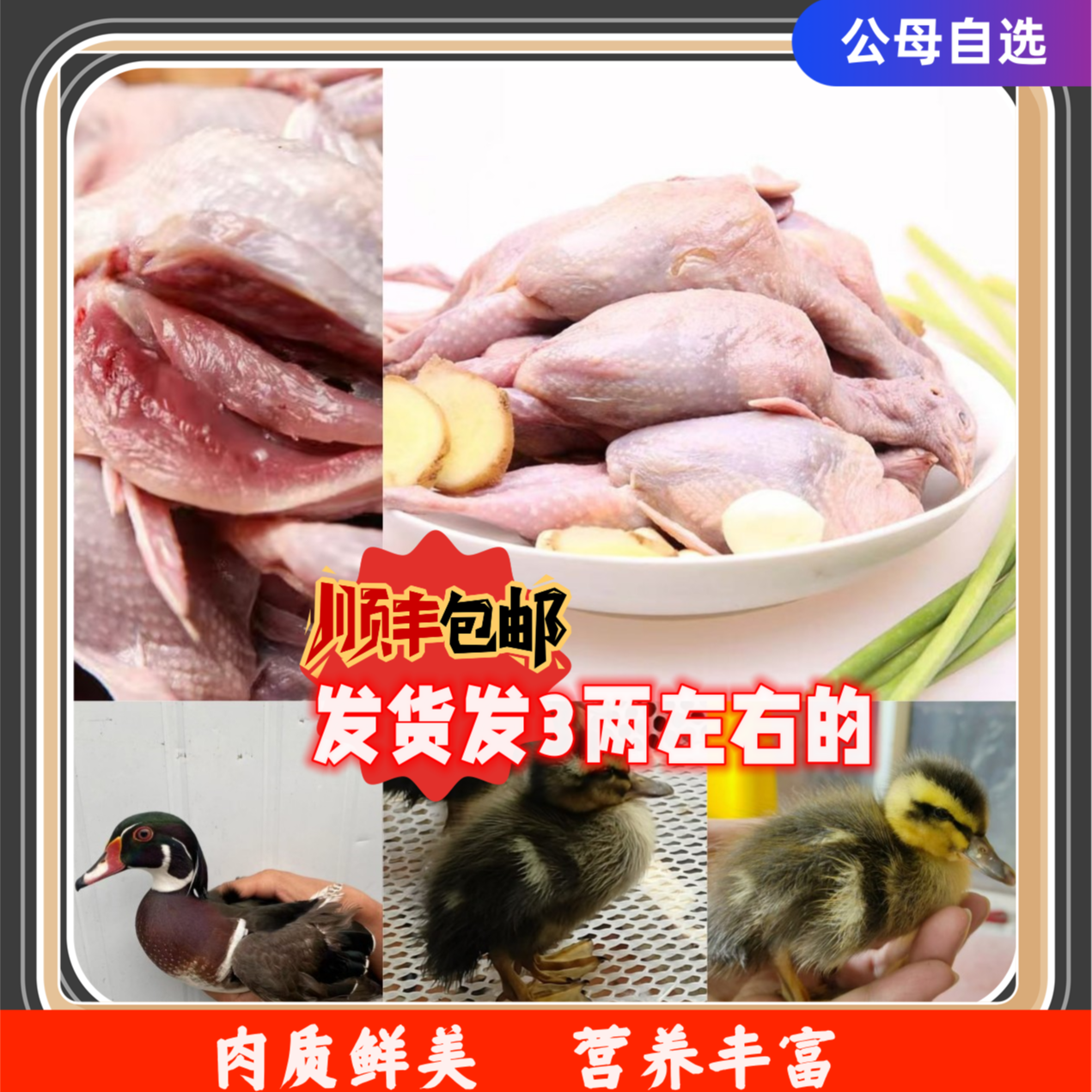 漂亮木鸭发货3两左右