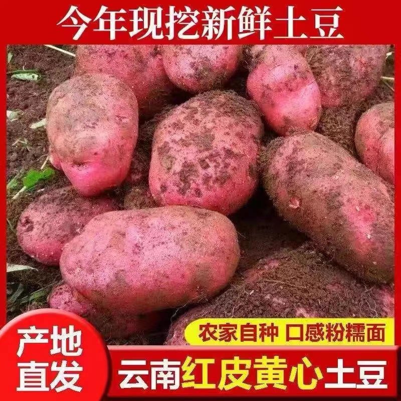 【AL】今年新货云南新鲜现挖红皮黄心土豆粉面马铃薯3斤/5斤9斤包邮