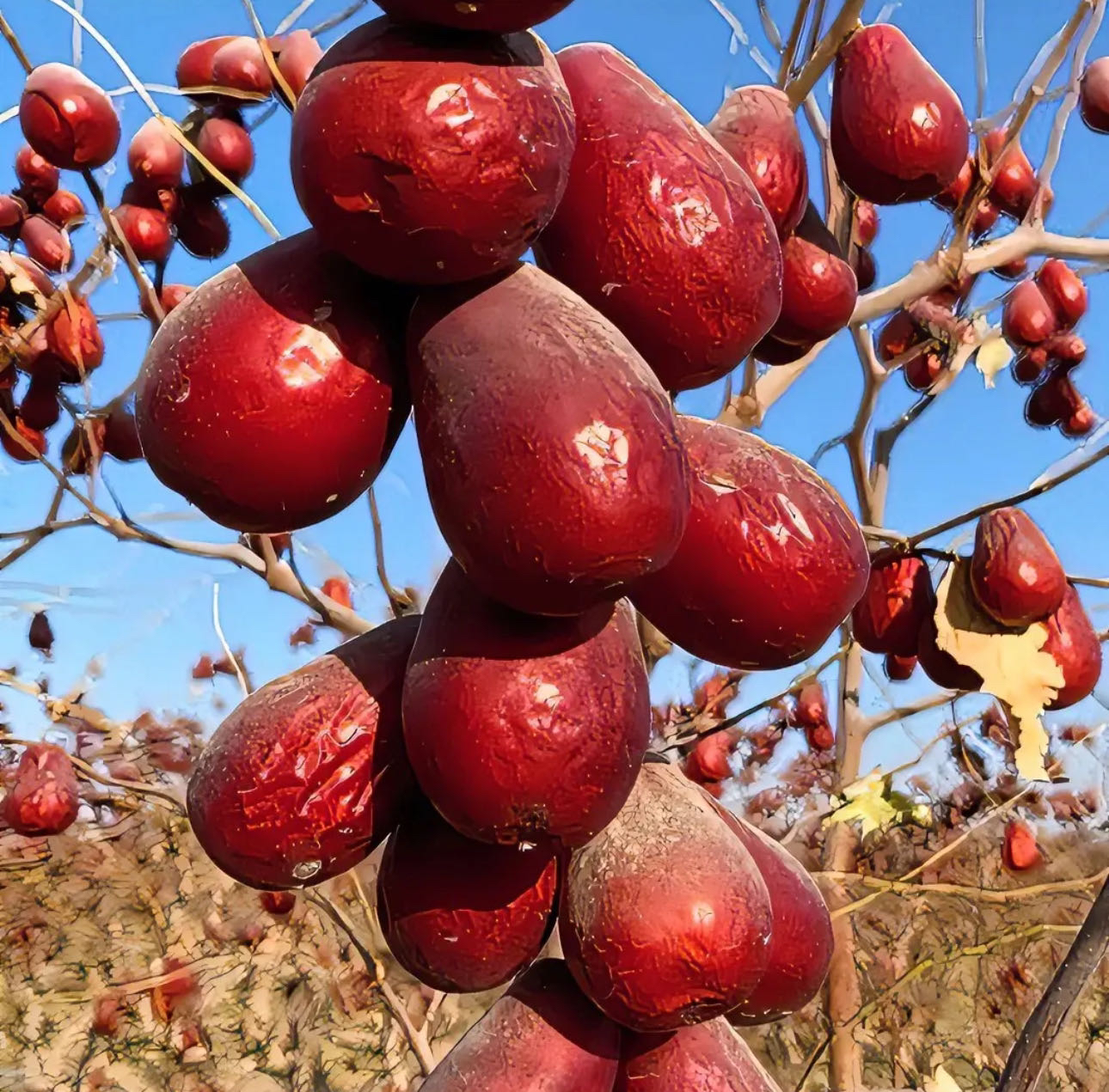 和田大枣带土未洗25年和田新大枣一二级混合装