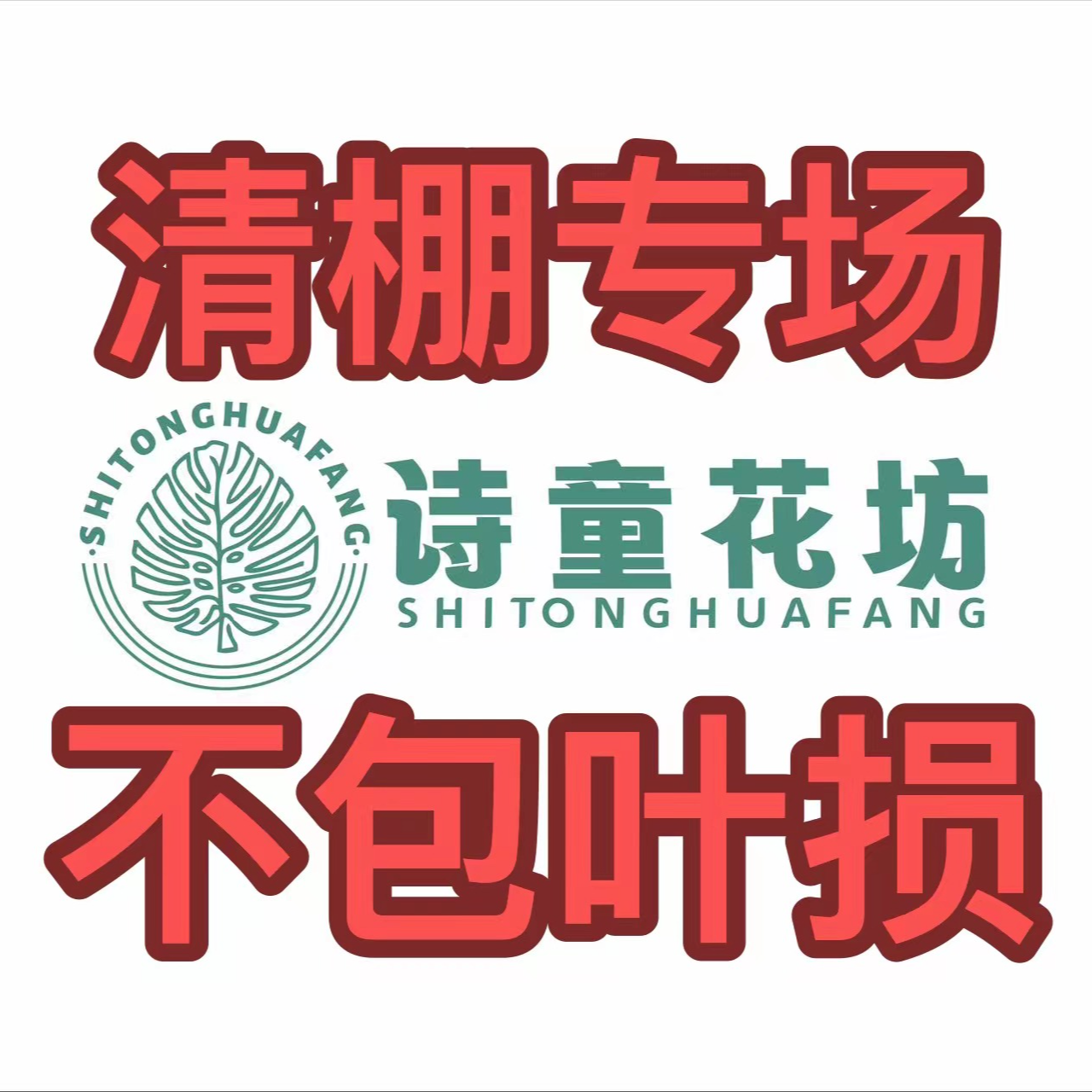 （不包任何售后）清棚福利专场，尽全力打包，完美主义者勿拍龟背竹
