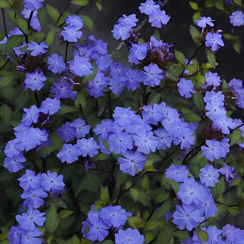 蓝角柱盆栽岷江蓝雪花高山小蓝花室外耐热耐寒多年生宿根花镜花卉