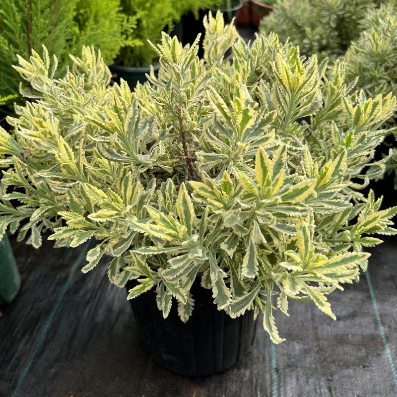 花叶薰衣草米罗盆栽绿植多年生耐冻耐热四季植物阳台花园花镜包邮