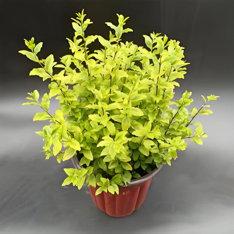 亮金女贞盆栽庭院阳台造型花镜植物金叶女贞棒棒糖球四季常青花苗