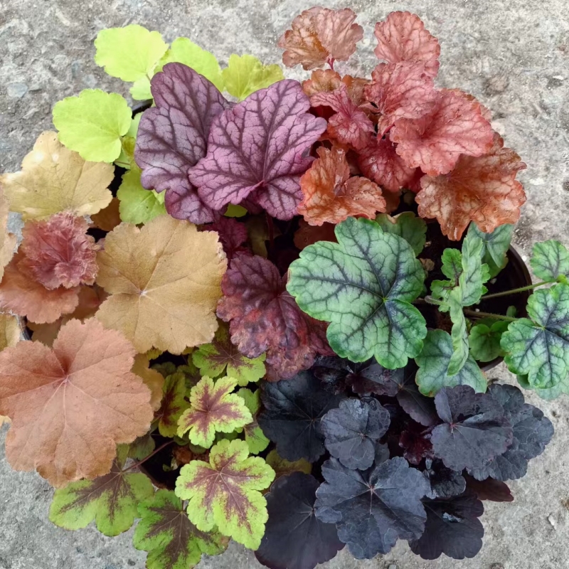 矾根大苗盆栽组合套餐植物室外阳台庭院四季耐寒热观叶颜色多好养