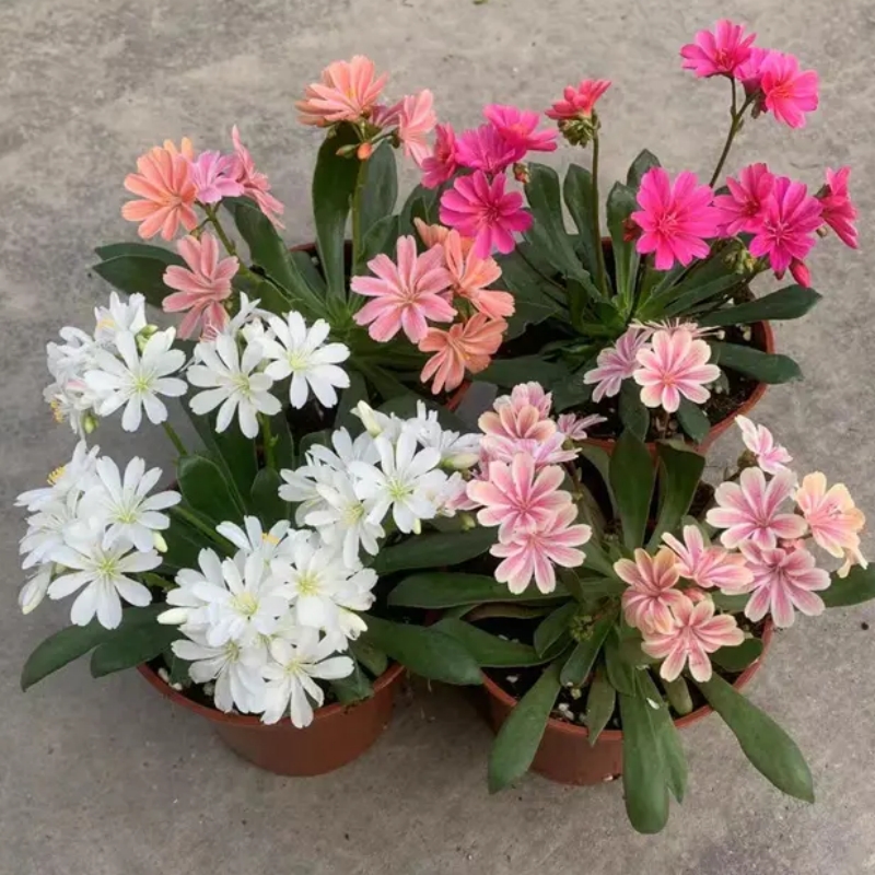 露薇花盆栽露微花琉维草阳台庭院花卉植物四季开花好养多年生带花