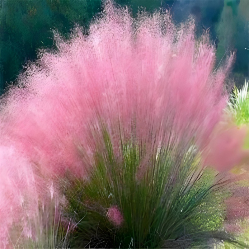 粉黛乱子草盆栽 庭院花园多年生观叶草盆栽 网红草 花镜植物包邮