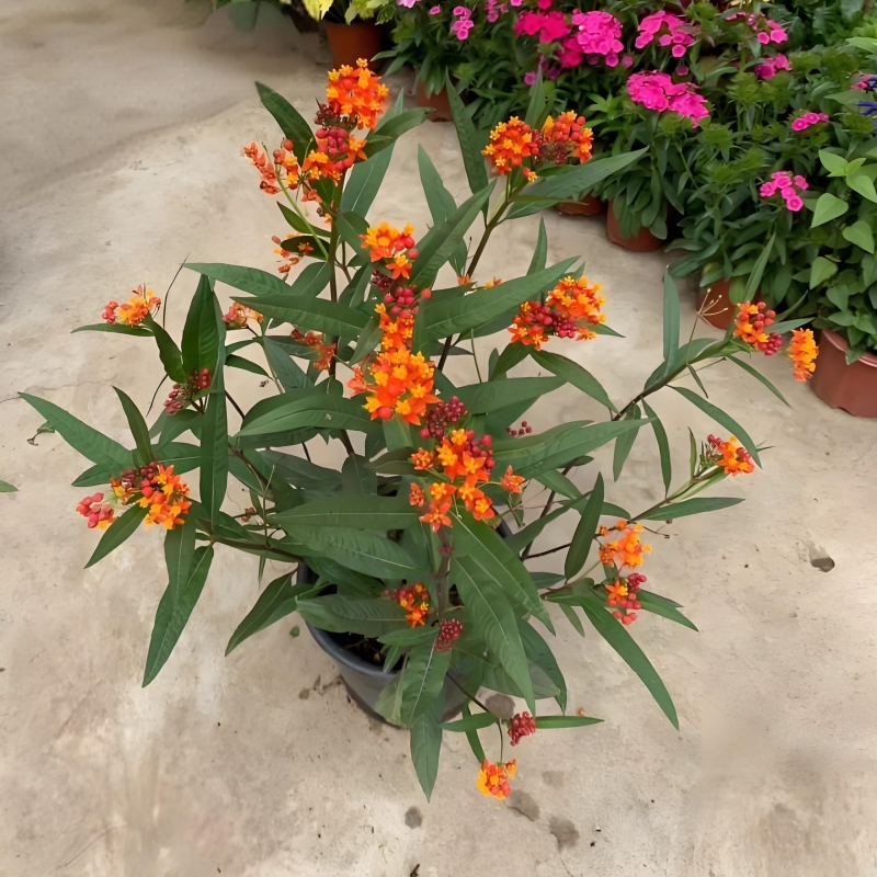 马利筋盆栽室外花镜植物绿化景观花苗阳台庭院金凤花带花发货好养