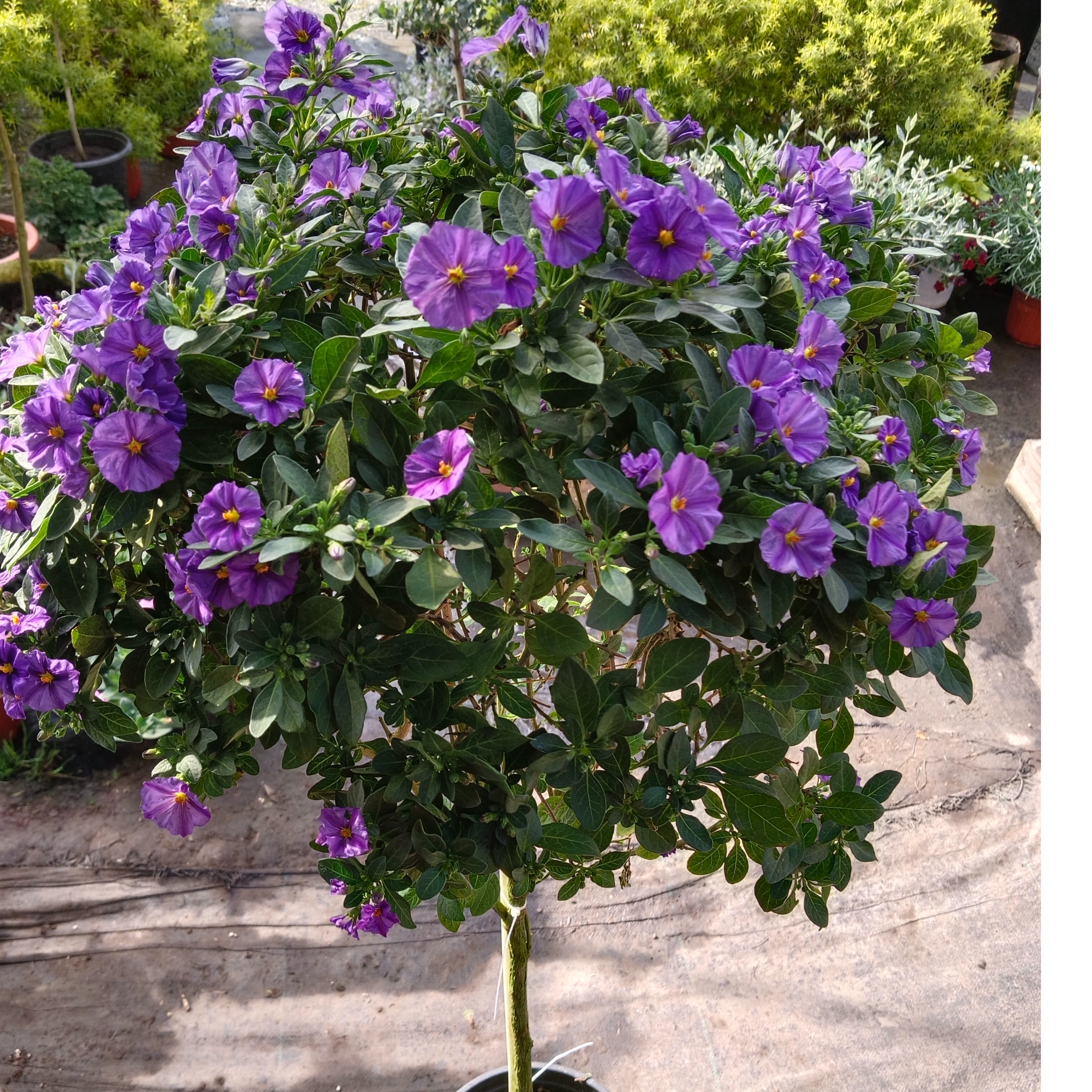 蓝茄花棒棒糖盆栽室外庭院阳台好养花开不断多年生灌木花卉包邮